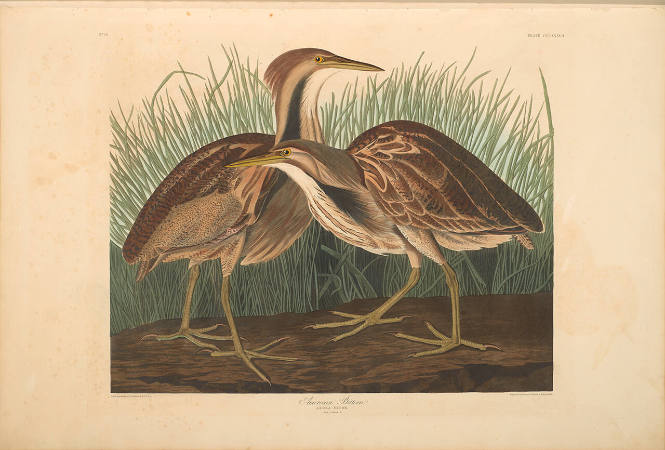 The Birds of America, Plate #337: "American Bittern"