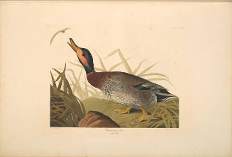 The Birds of America, Plate #338: "Bemaculated Duck"