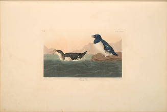 The Birds of America, Plate #339: "Little Auk"