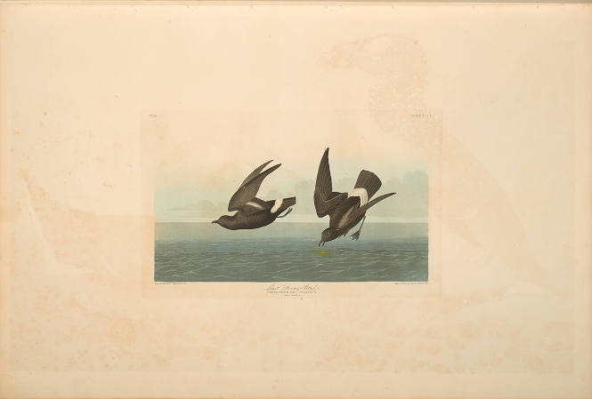 The Birds of America, Plate #340: "Least Stormy Petrel"