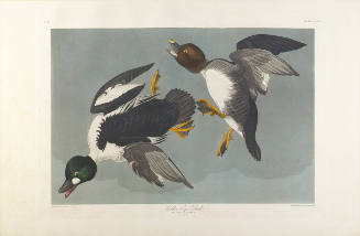 The Birds of America, Plate #342: "Golden-eye Duck"