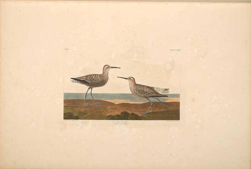 The Birds of America, Plate #344: "Long-legged Sandpiper"