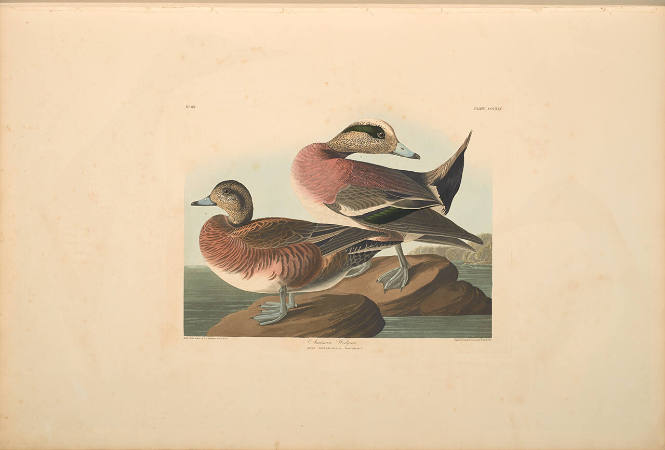 The Birds of America, Plate #345: "American Widgeon"