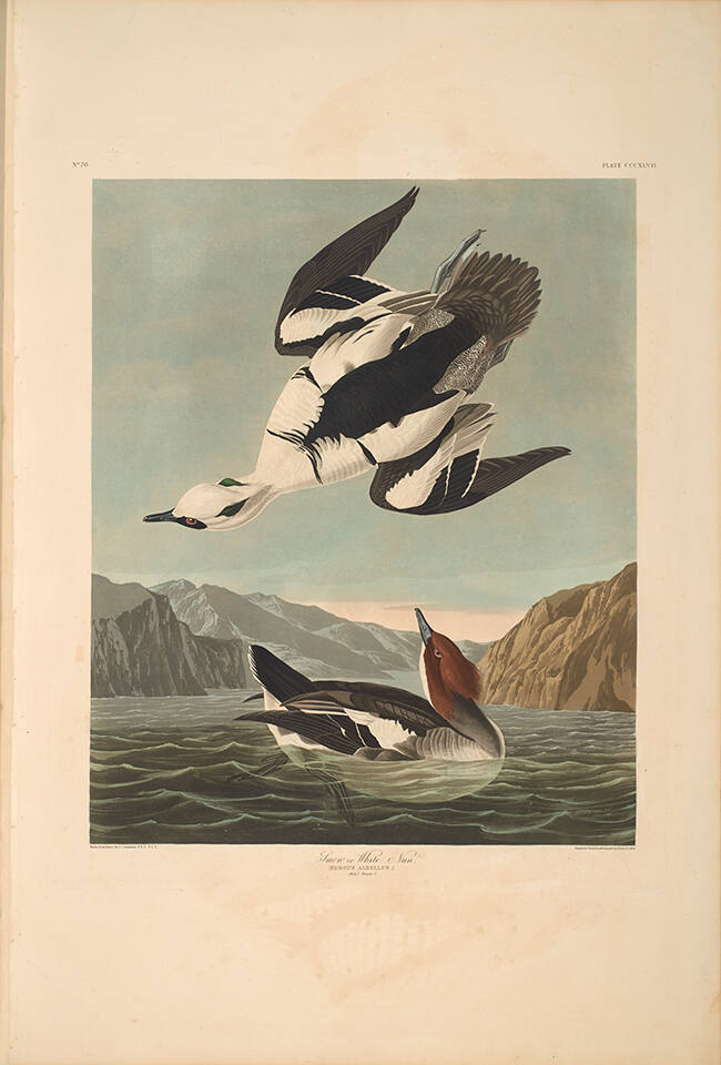 The Birds of America, Plate #347: "Smew or White Nun"