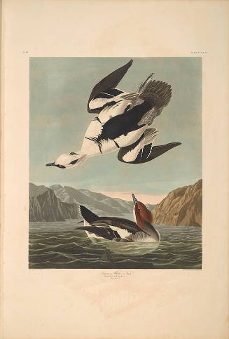 The Birds of America, Plate #347: "Smew or White Nun"