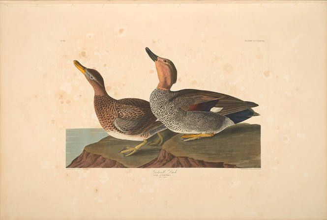 The Birds of America, Plate #348: "Gadwall Duck"