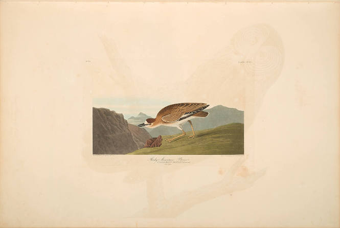 The Birds of America, Plate #350: "Rocky Mountain Plover"