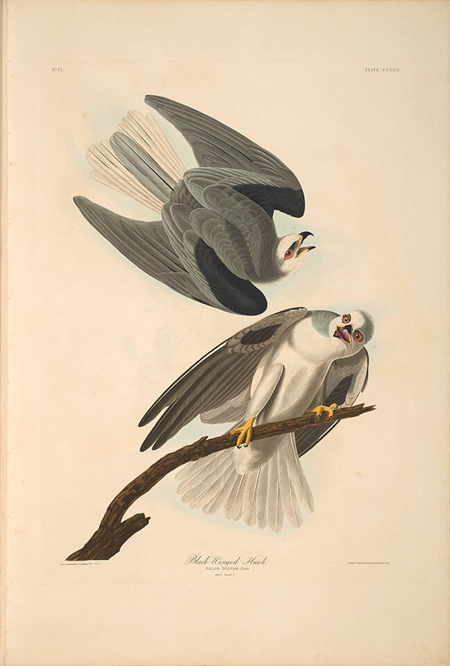 The Birds of America, Plate #352: "Black-winged Hawk"