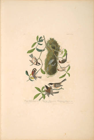 The Birds of America, Plate #353: "Chestnut-backed Titmouse, Black-capt Titmouse, and Chestnut-crowned Titmouse "