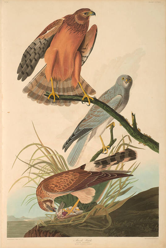 The Birds of America, Plate #356: "Marsh Hawk"