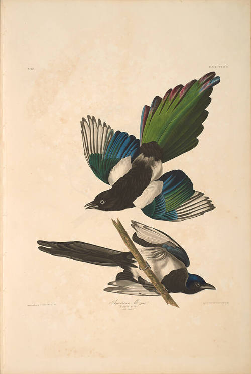 The Birds of America, Plate #357: "American Magpie"