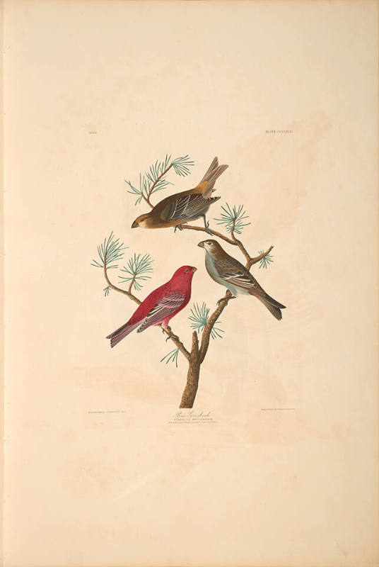 The Birds of America, Plate #358: "Pine Grosbeak"