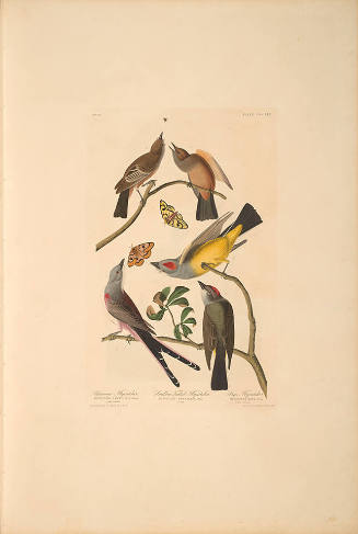 The Birds of America, Plate #359: "Arkansaw Flycatcher, Swallow-tailed Flycatcher, and Say's Flycatcher"