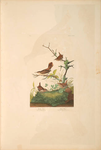 The Birds of America, Plate #360: "Winter Wren and Rock Wren"