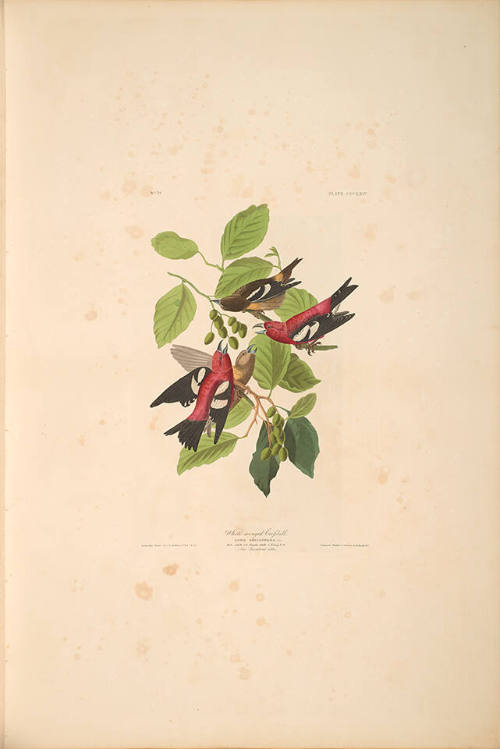 The Birds of America, Plate #364: "White-winged Crossbill"