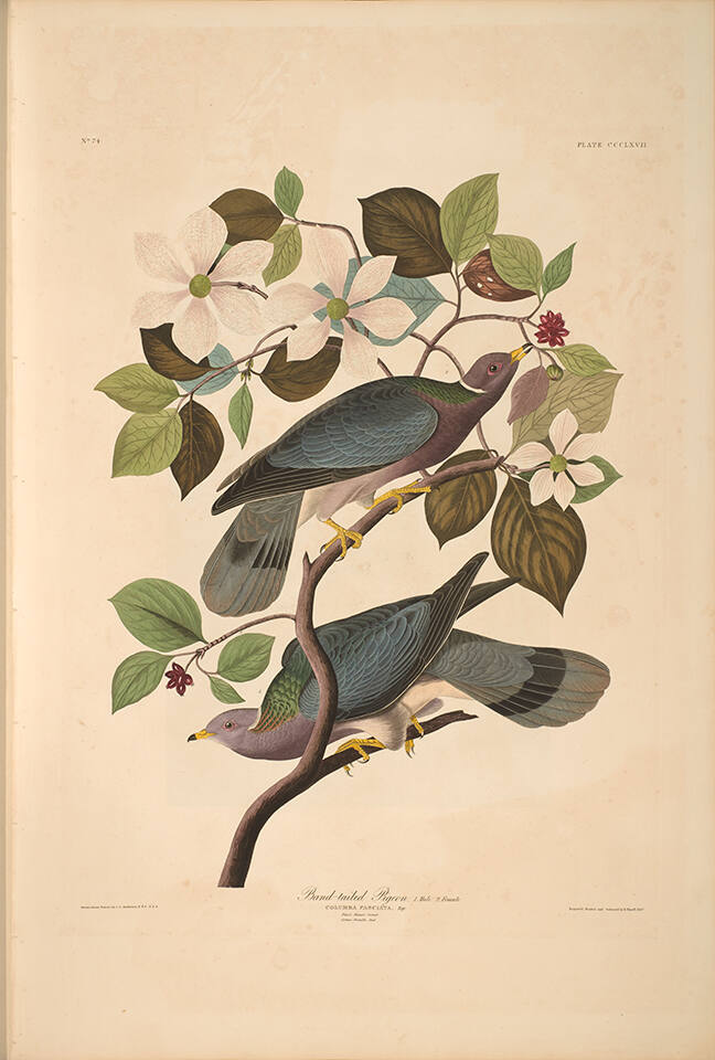 The Birds of America, Plate #367: "Band-tailed Pigeon"