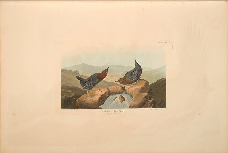 The Birds of America, Plate #370: "American Water Ouzel"