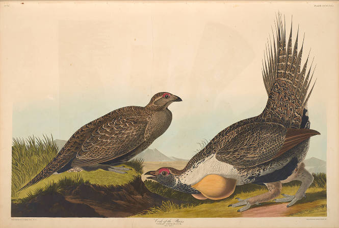 The Birds of America, Plate #371: "Cock of the Plains"