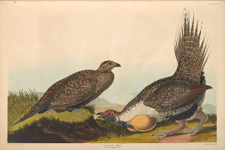 The Birds of America, Plate #371: "Cock of the Plains"