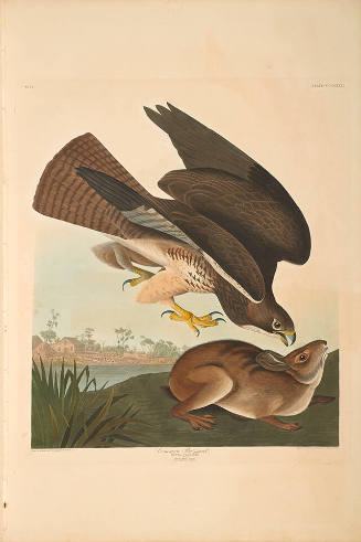 The Birds of America, Plate #372: "Common Buzzard"