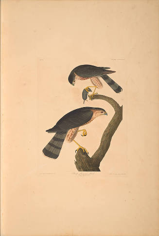 The Birds of America, Plate #374: "Sharp-shinned Hawk"