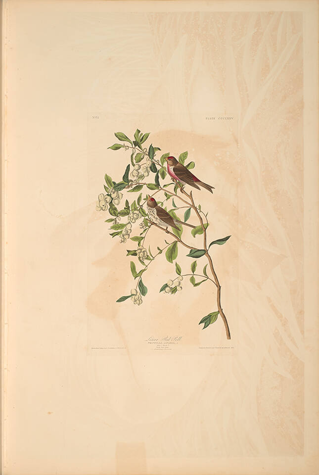 The Birds of America, Plate #375: "Lesser Red-poll"