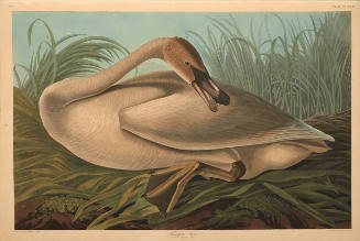 The Birds of America, Plate #376: "Trumpeter Swan"