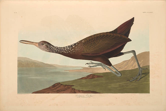 The Birds of America, Plate #377: "Scolopaceus Courlan"