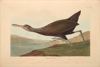 The Birds of America, Plate #377: "Scolopaceus Courlan"