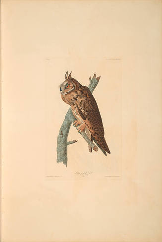 The Birds of America, Plate #383: "Long-eared Owl"