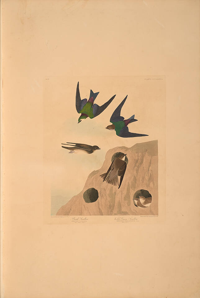 The Birds of America, Plate #385: "Bank Swallow and Violet-green Swallow"