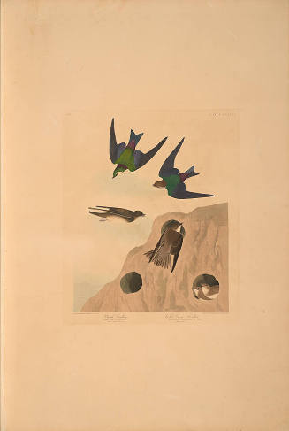 The Birds of America, Plate #385: "Bank Swallow and Violet-green Swallow"