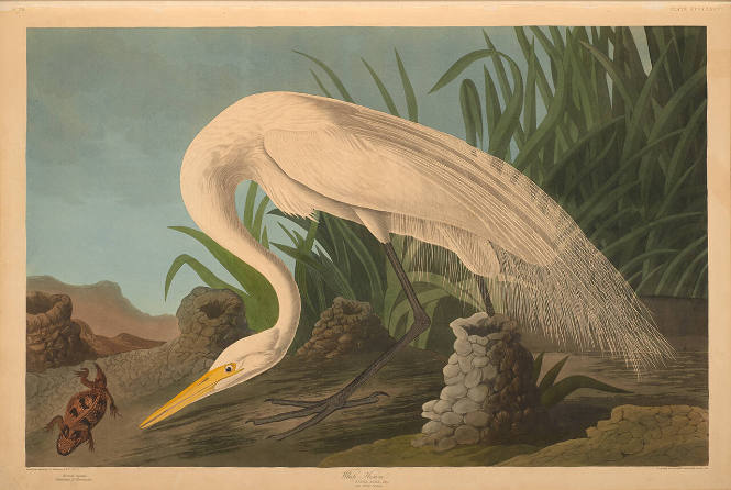 The Birds of America, Plate #386: "White Heron"