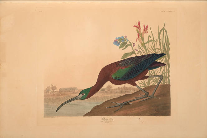 The Birds of America, Plate #387: "Glossy Ibis"