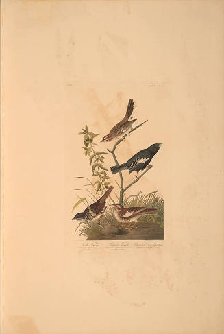 The Birds of America, Plate #390: "Lark Finch, Prairie Finch, and Brown Song Sparrow"