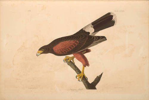 The Birds of America, Plate #392: "Louisiana Hawk"