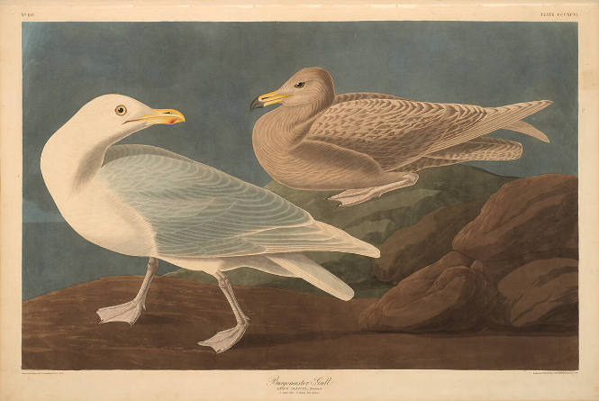 The Birds of America, Plate #396: "Burgomaster Gull"