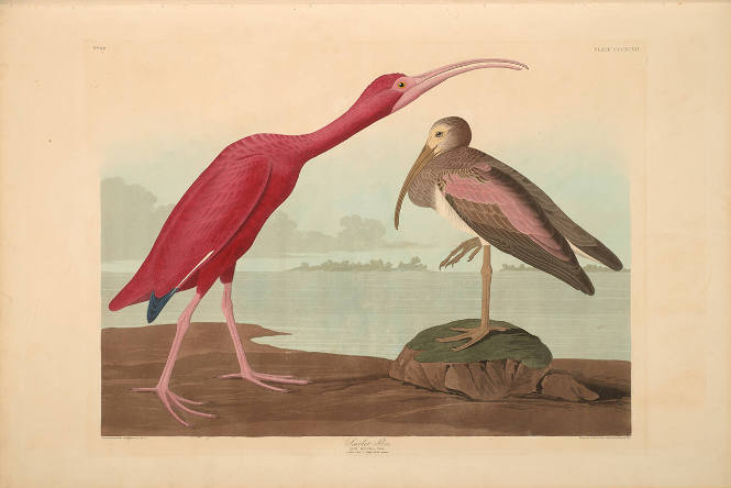 The Birds of America, Plate #397: "Scarlet Ibis"