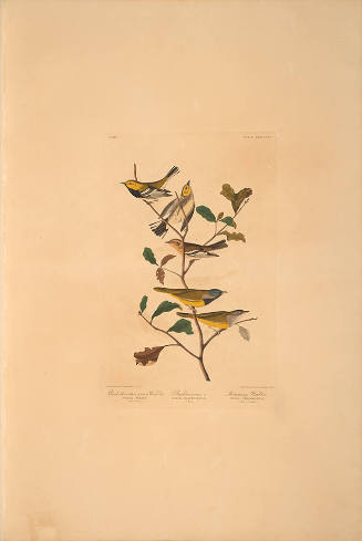 The Birds of America, Plate #399: "Black-throated Green Warbler, Blackburnian Warbler, and Mourning Warbler"