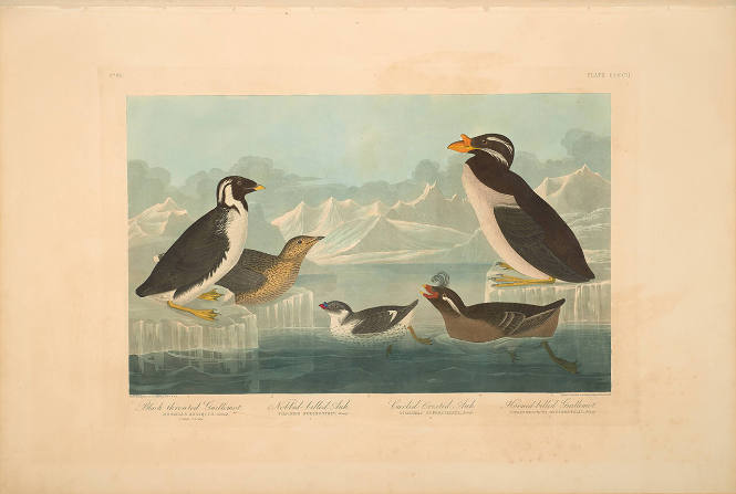 The Birds of America, Plate #402: "Black-throated Guillemot, Nobbed-billed Auk, Curled-crested Auk, and Horned-billed Guillemot"