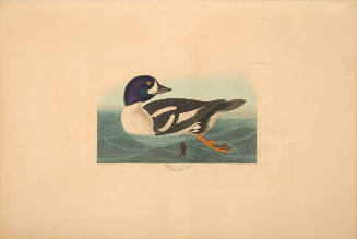 The Birds of America, Plate #403: "Golden-eye Duck"