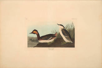 The Birds of America, Plate #404: "Eared Grebe"