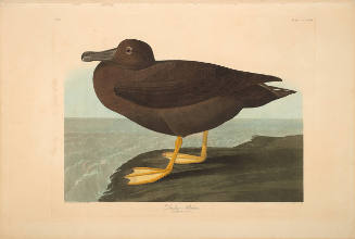 The Birds of America, Plate #407: "Dusky Albatross"