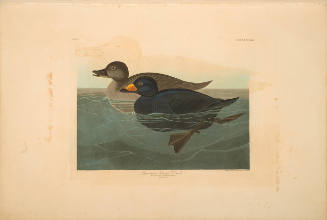 The Birds of America, Plate #408: "American Scoter Duck"