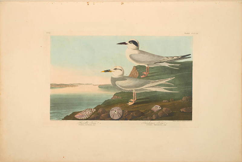 The Birds of America, Plate #409: "Havell's Tern and Trudeau's Tern"