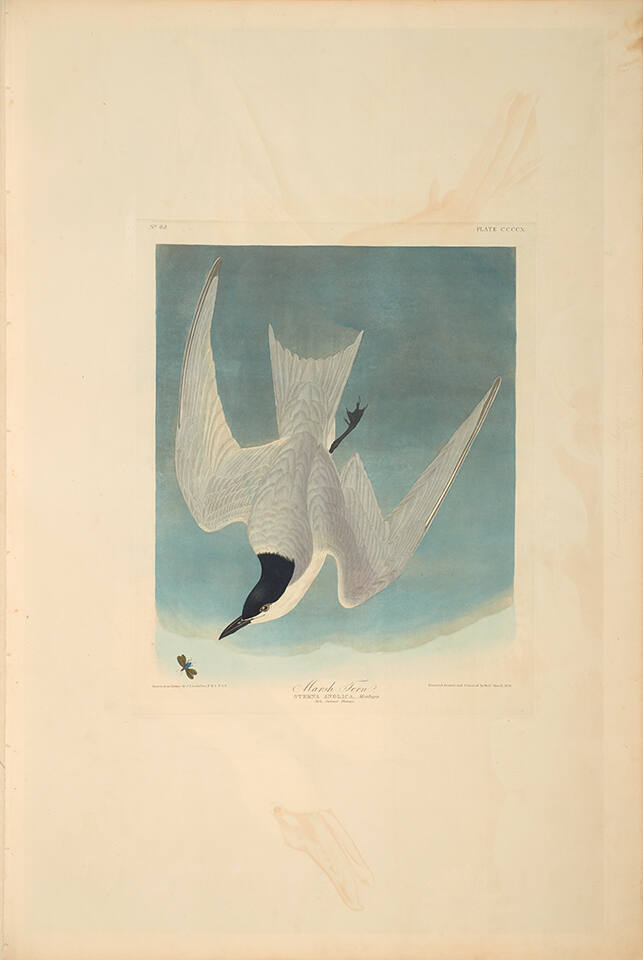 The Birds of America, Plate #410: "Marsh Tern"