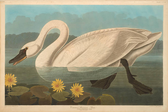 The Birds of America, Plate #411: "Common American Swan"