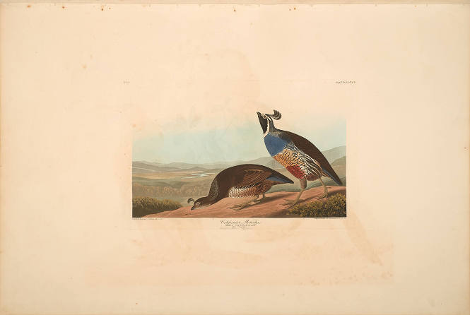 The Birds of America, Plate #413: "Californian Partridge"