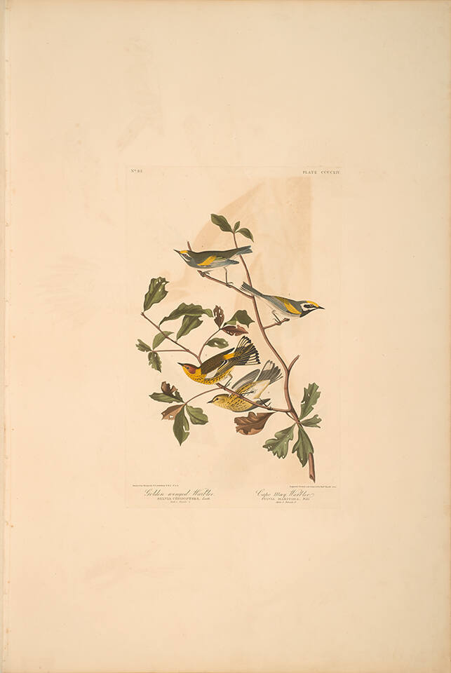 The Birds of America, Plate #414: "Golden-winged Warbler and Cape May Warbler"