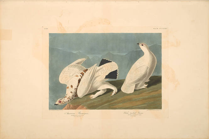 The Birds of America, Plate #418: "American Ptarmigan and White-tailed Grouse"